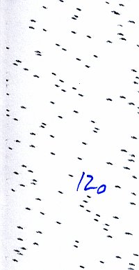 12 up